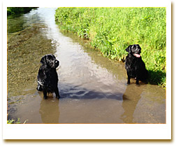 Hundebetreuung